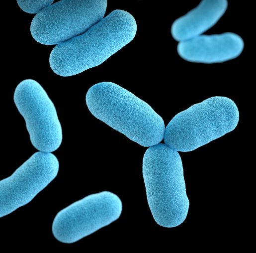 probiotic bacteria