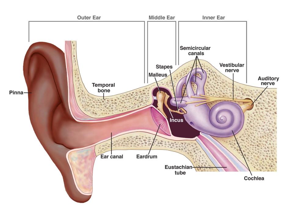 Diagram of the Ear
Source: NIH - NIDCD