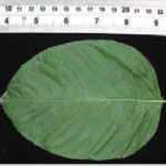 A Kratom Leaf, image provided by the DEA