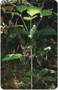 A Kratom Plant, image provided by the DEA